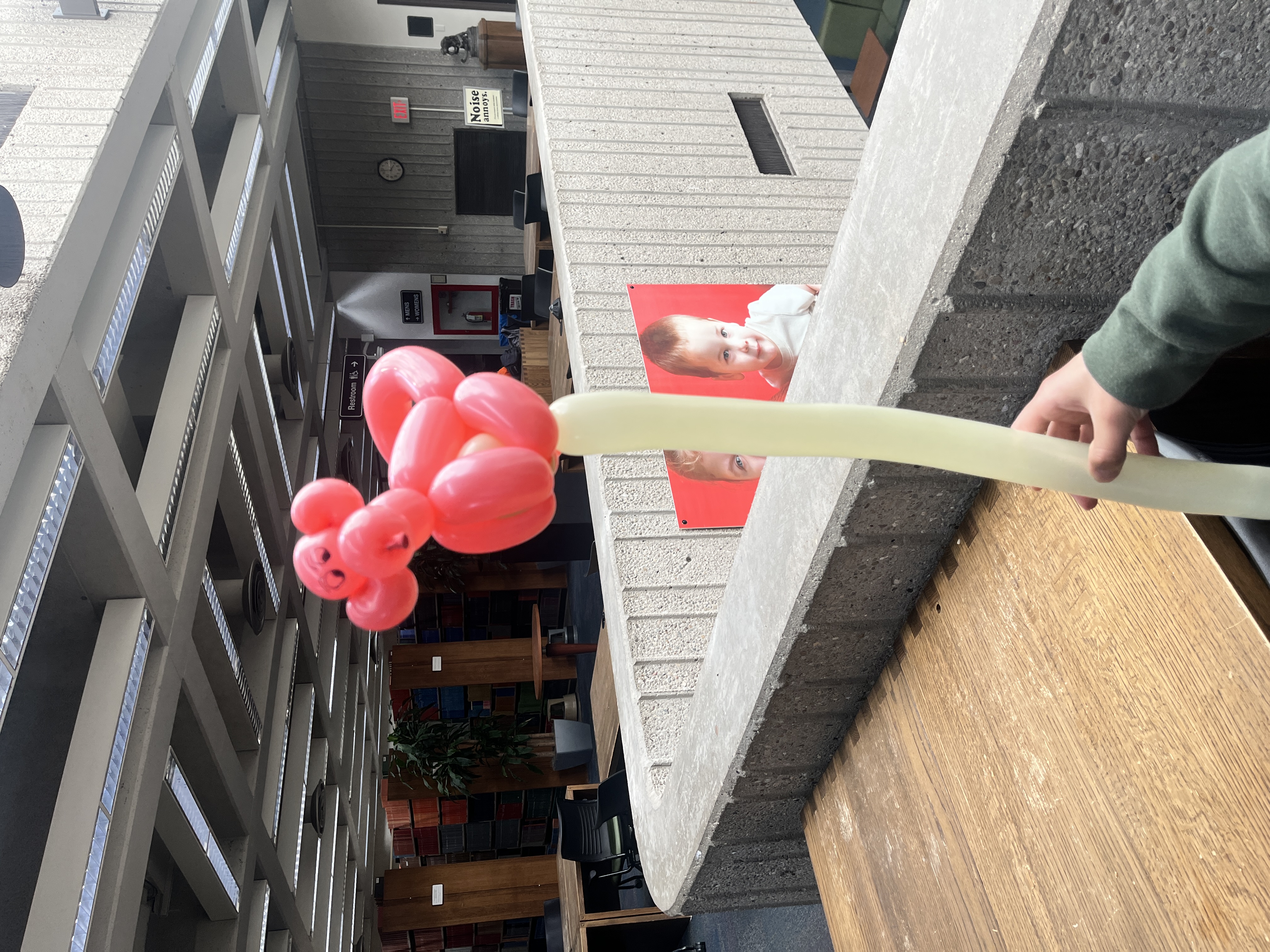 Pink balloon flower